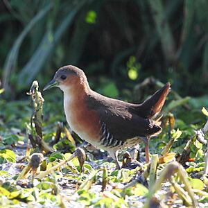 Laterallus melanophaius - Rufous-sided Crake.JPG