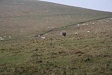 Llama guarding sheep