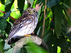 Luzon Hawk-owl.jpg