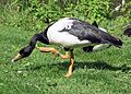 Magpie.goose.grooming.arp.750pix