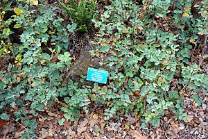 Mahonia californica 'Shasta Blue' (Mahonia dictyota) - Regional Parks Botanic Garden, Berkeley, CA - DSC04290.JPG