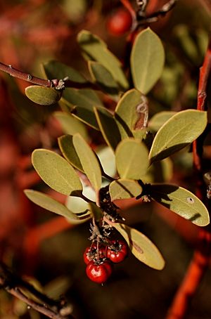 Manzanita berries (8343323601)