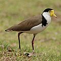 Maskedlapwing