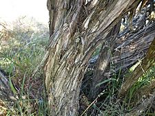 Melaleuca teretifolia (bark)