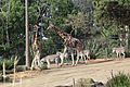 Melbourne Zoo Giraff