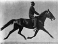 Muybridge horse pacing animated