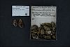Naturalis Biodiversity Center - RMNH.MOL.175198 - Lithasia obovata (Say, 1829) - Pleuroceridae - Mollusc shell