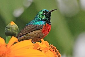 Northern double-collared sunbird (Cinnyris reichenowi preussi) male.jpg