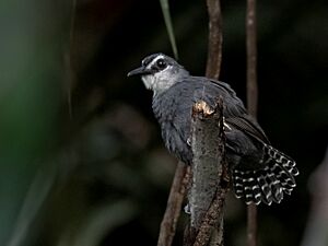 Oneillornis salvini - White-throated antbird (male); Careiro, Amazonas, Brazil.jpg