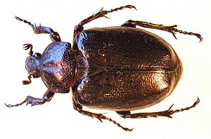 Osmoderma eremita female.jpg