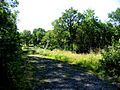 Owston Woods - geograph.org.uk - 205533