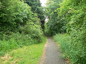 Path - Daneshill Parks Woods - geograph.org.uk - 863119