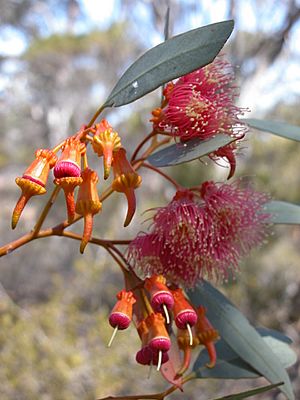 Photo of Eucalyptus torquata flowers.jpg