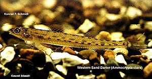 Picture of the western sand darter.jpg
