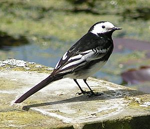 Pied Wagtail rear view 700