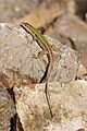 Podarcis sicula rb