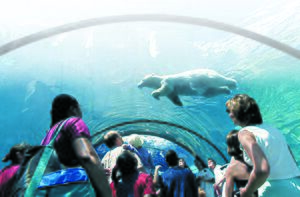 Polar Bear at DZ