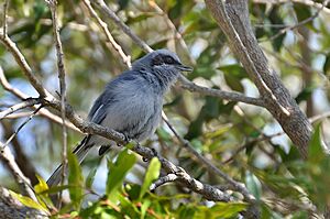 Polioptila dumicola -Rocha, Uruguay -male-8.jpg