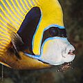 Pomacanthus imperator - Urocaridella sp. (38624510520)