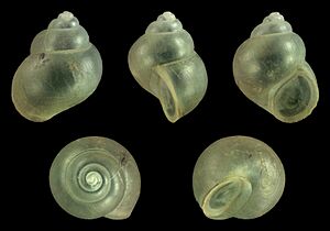 Pomacea bridgesii 01