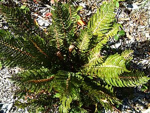 Prickly-Shield-Fern-closeup