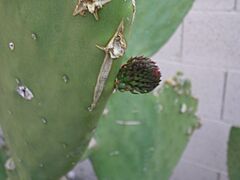 Prickly Pear 2half