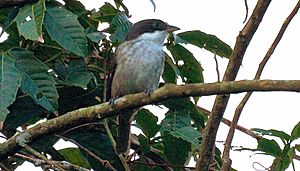 Puerto Rican Tanager.jpg