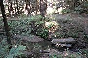 Purisima Creek Trail 3