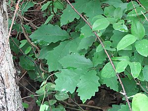 Quercus prinoides leaves.jpg