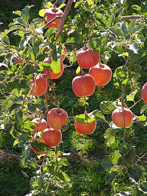 Ten secrets of Fuji apples