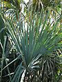 Sabal mauritiiformis