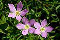 Sabatia campestris Arkansas