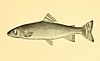 Silver trout