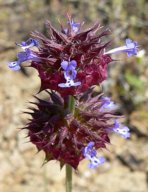 Salvia columbariae 1