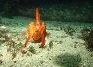 Sepia mestus (front view)