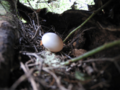Seram-mountain-pigeon-egg