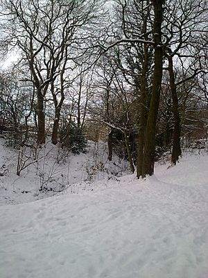 Sheffield field snow