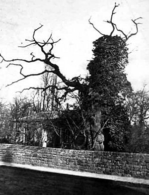 Shire oak in Headingley