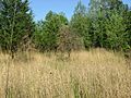 Site core at the Collins Archeological District
