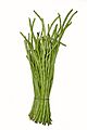Snake Bean BNC