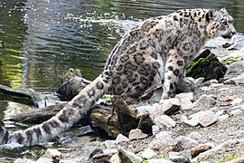 Snow leopard side of river