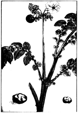 Solanum toberosum Clusius 1583
