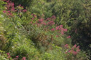 Sphingidae - Macroglossum stellatarum - Habitat
