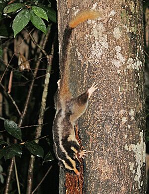 Striped Possum JCB