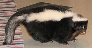 Striped skunk Freddy