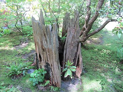 Stump in Japanese garden