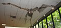 Teratornis fossil