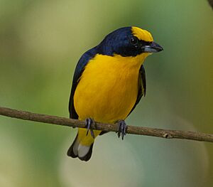 Thick-billed Euphonia (Euphonia laniirostris)