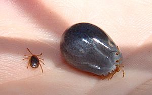 Tick before and after feeding.jpg