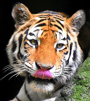 Tigre Siberiano (50302098626)